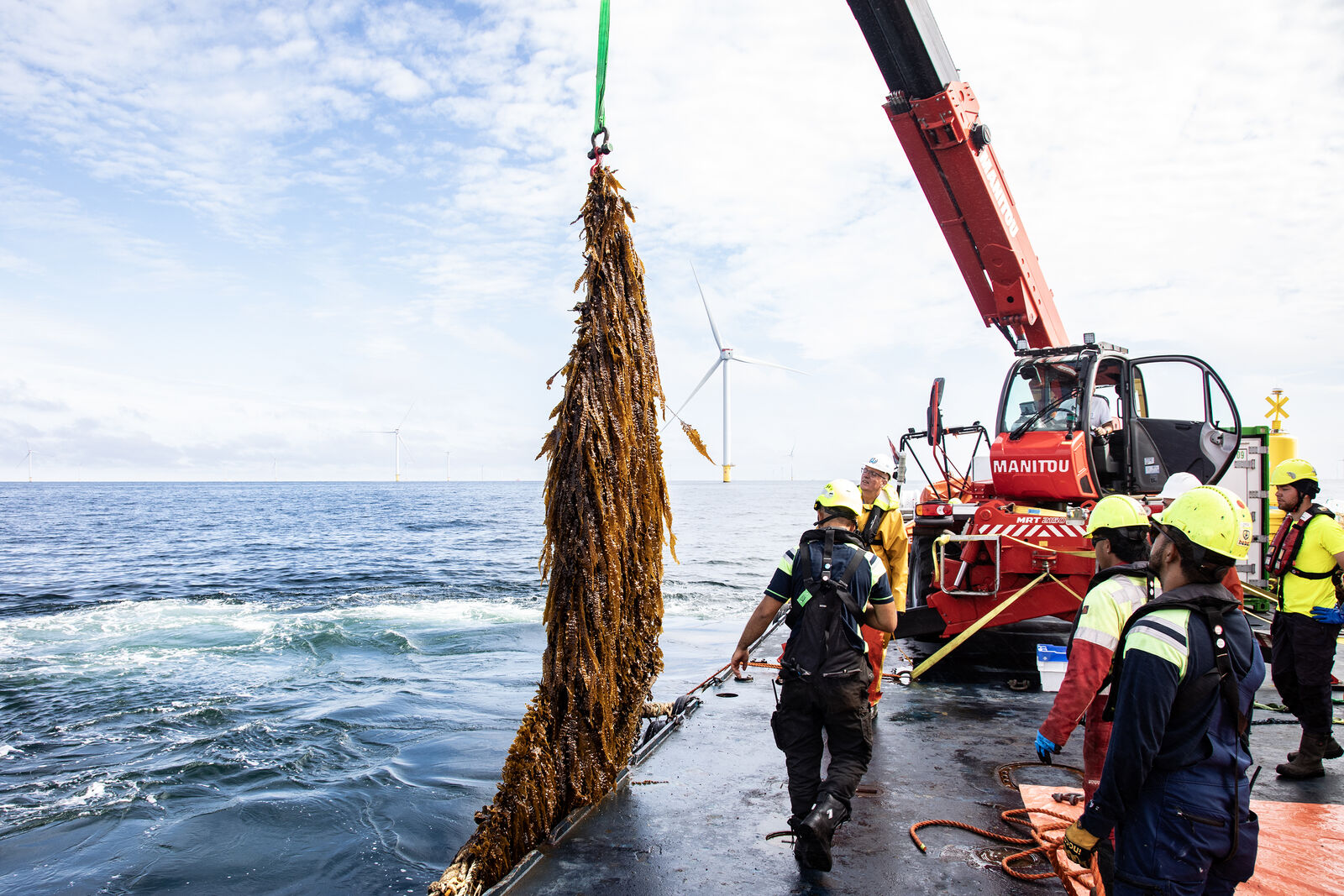 First-ever harvest at pioneering North Sea seaweed farm, funded by Amazon’s Right Now Climate Fund